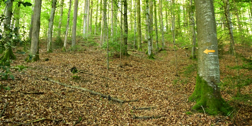 Waldweg Humberg